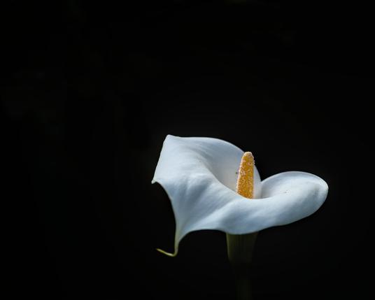 A white Calla lily popping against an almost black background