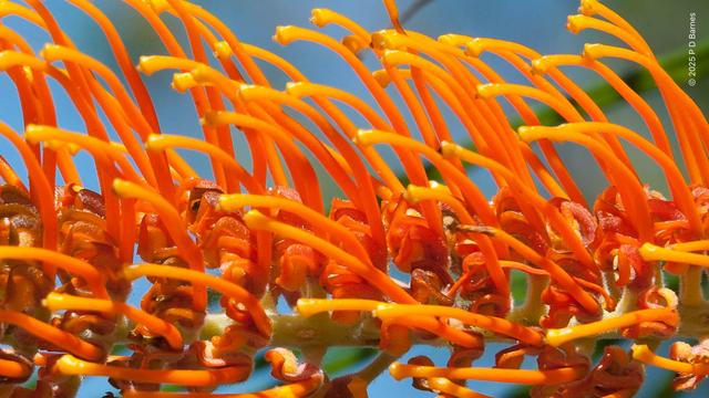 A closeup of the individual flowers on a grevillea inflorescence, bright golden orange.