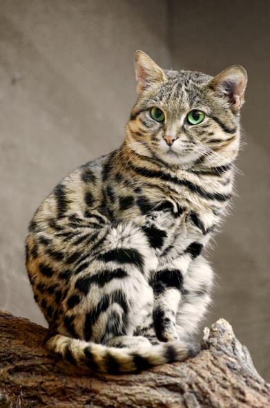 Le-chat-aux-pattes-noires-chat-a-pieds-noir-delis-nigripes-le-felin-le-plus-meurtrier-du-monde-tueur-1