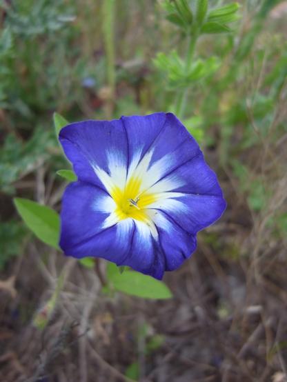 And now for something completely different
I hope you'll enjoy this blue morning glory with yellow and white accents contains a chemical closely related to lysergic acid diethylamide, commonly known as LSD. The blurred background is fresh green and brown-gray.
