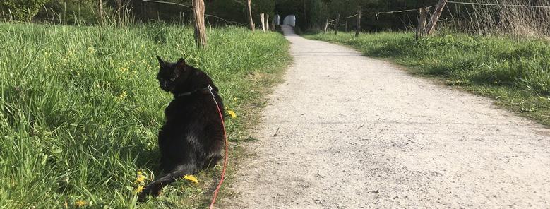 Lilli sitzt neben einem Fußweg im Gras an einer Weide. Im Hintergrund führt der Weg auf eine Brücke zu.