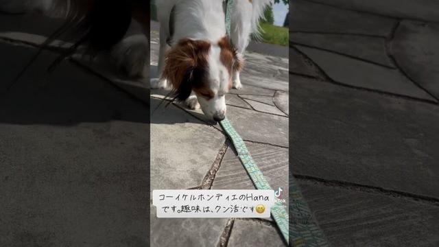 #クン活 #コーイケルホンディエ #デコピン #大谷翔平 #kooikerhondje