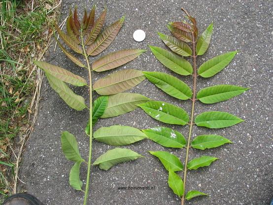 blad-leaf-blatt-feuille-hoja
