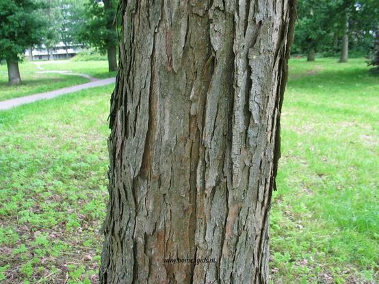 bast-bark-rinde-ecorse-corteza