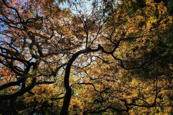 Japanese Maple tree in spring, showcasing its newly unfurled bright orange leaves and delicate branching structure, lit from behind by bright sunlight.