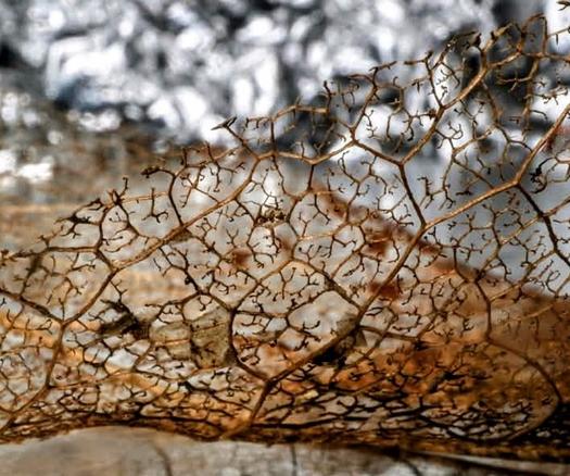 Image shows a close up of a skeletal leaf all golden brown on a silvery background