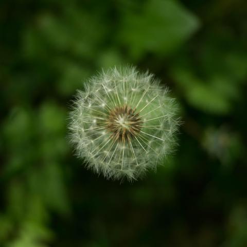 From above, a photo: dandelion seed head, white, against a blur of leaves, green.
