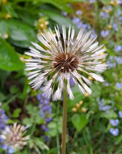 Pusteblume regennass trotzdem sternförmig