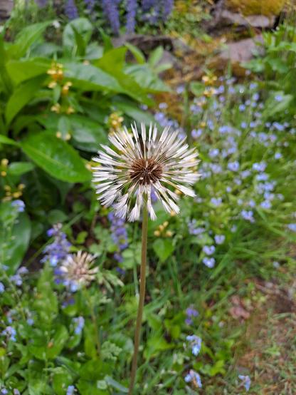 Pusteblume