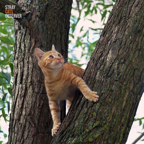 Orange kitten climbs the tree
