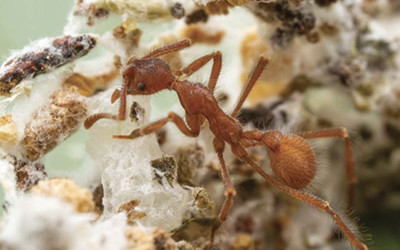 image from https://schaechter.asmblog.org/schaechter/2025/05/evolution-of-ant-fungus-farming-.html
