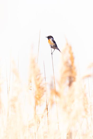 𝗣𝗶𝗰𝘁𝘂𝗿𝗲 𝗗𝗲𝘀𝗰𝗿𝗶𝗽𝘁𝗶𝗼𝗻 (𝗘𝗻𝗴): A vertical high-key image with warm, light ochre tones. A reed bed with wetland plants can be seen, one of which has a male stonechat perched on top.

𝗗𝗲𝘀𝗰𝗿𝗶𝗽𝗰𝗶𝗼́𝗻 (𝗘𝘀𝗽): Imagen vertical en clave alta de tonos generales calidos, ocres claros. Se ve un carrizal con plantas de humedal en lo alto de una de las cualles hay un macho de tarabilla.