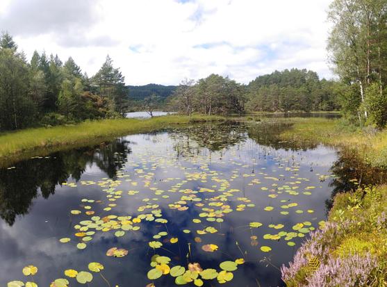 Kleiner See an einem bewölkten aber sonnigen Tag. Am Ufer ist Schilf, auf dem Wasser schwimmen Blätter von Wasserpflanzen. Am gegenüberliegenden Ufer ist Wald.