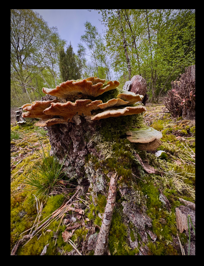 A tree stump in a forest covered in moss and mushrooms.