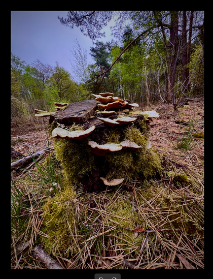 A tree stump in a forest covered in moss and mushrooms. Loads of pine needles on the ground.