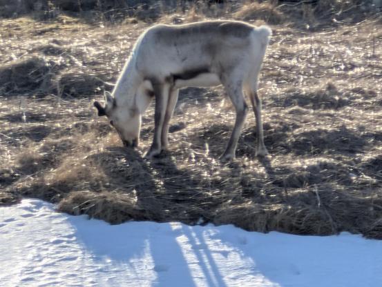 Reindeer eating grass