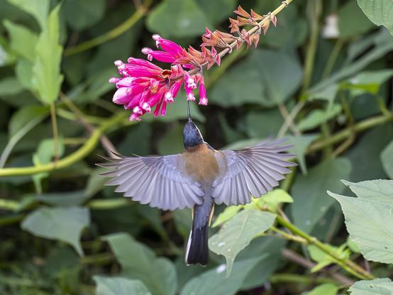Flight photo of a small brown bird with black head and tail, and grey wings spread. The bird’s long, black bill is in a bright pink, tubular flower, one of about 15 on a flowering stalk, with green foliage in the background.