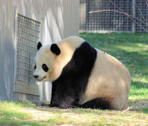 Left side view of giant panda Bao Li waiting at the howdy window.