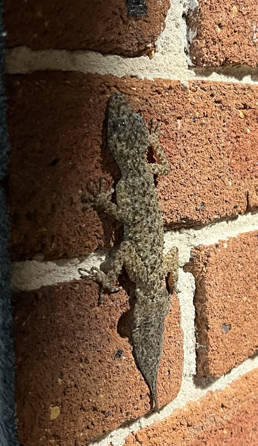 A brick wall with a nubbly skinned brownish lizard with a leaf shaped tail