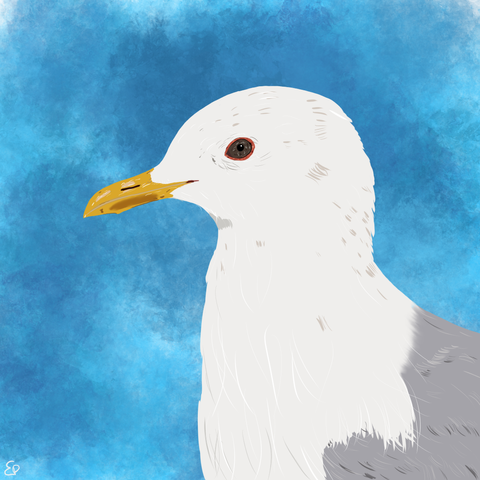 A short-billed gull, a gull with a short yellow beak, dark grey eyes with a red circle-shaped marking around them, white body and light grey feathers, cartoon style.