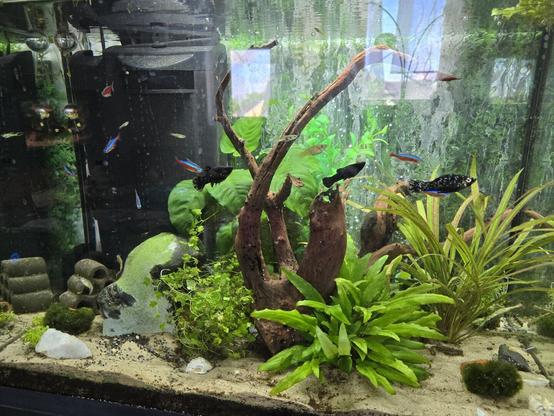 Das Bild zeigt ein Aquarium, das mit verschiedenen Wasserpflanzen und Holzstücken gestaltet ist.  Mehrere kleine, blaue Fische schwimmen im Aquarium.  Das Aquarium wirkt dicht bepflanzt und gut eingerichtet.