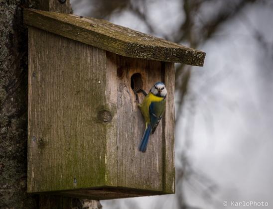 A small bird climbing into his birdhouse.
