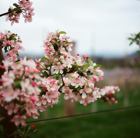 Apfelblüte in Höxter