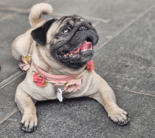 Photo d'un chien de race carlin, allongé sur le bitume, tête relevée, avec une guirlande de fleurs autour du cou, sa langue rose bien pendante.
