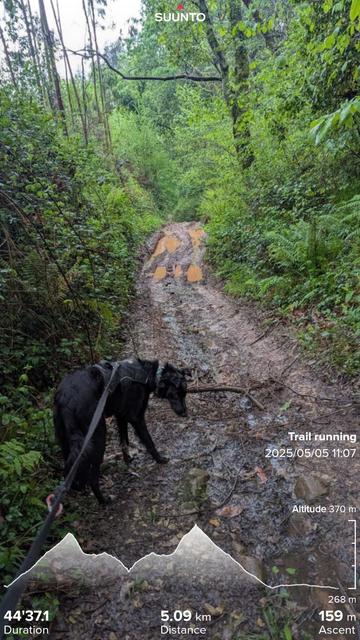 Even Paddy the Irish mutt didn't fancy the Spanish mud. A forest trail leading into the woods while turning more and more muddy and water locked..my running stats imprinted on top