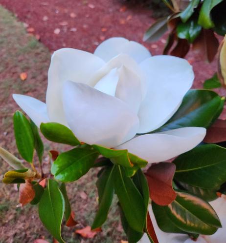 Magnolia flower from the side
