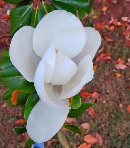 Magnolia flower from the top