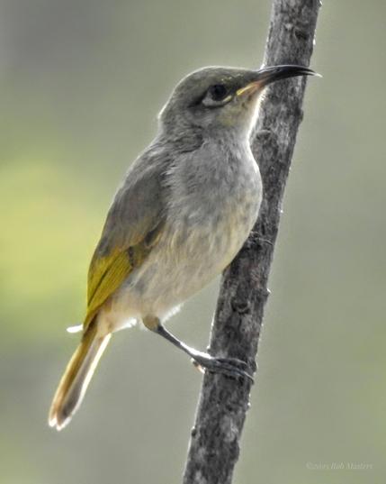 A small bird perched on a near-vertical twig. It has a long, curved and pointed beak, a white ring around the lower and rear of its eye, a pale grey breast, and a greenish-brown back and tail.
