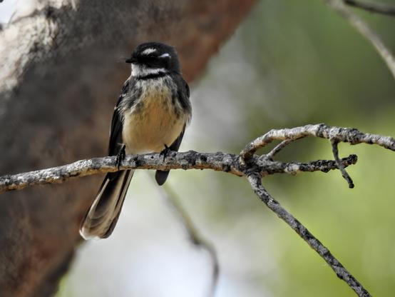 A bird looking to the viewer's left, perched on a horizontal twig. It has a short pointed beak, a black head with short diagonal white stripes ahead and behind the eye. It has a white throat with a thin black collar, and a pale buff breast. The wings are folded, and dark grey with some small white spots near the shoulder.