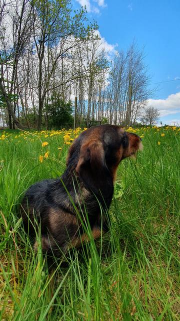 Zwergdackel Eddy auf einer Wiese mit ganz viel gelb blühendem Löwenzahn und Wald im Hintergrund.

Er sitzt und schaut nach links hinten.