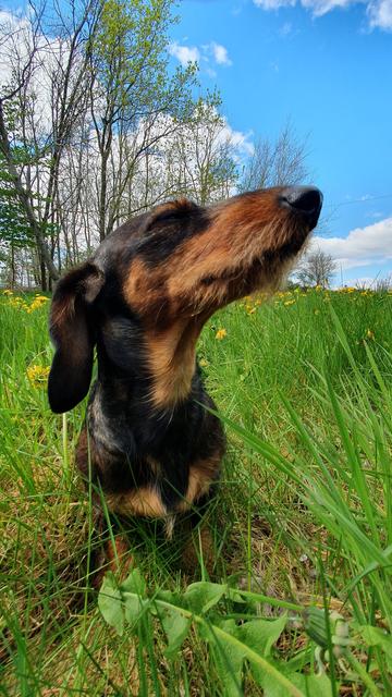 Zwergdackel Eddy auf einer Wiese mit ganz viel gelb blühendem Löwenzahn und Wald im Hintergrund.

Er sitzt und schaut nach links und hat die Nase ganz hoch.