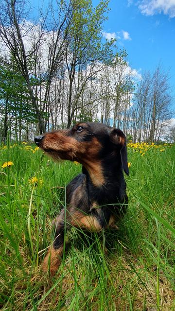 Zwergdackel Eddy auf einer Wiese mit ganz viel gelb blühendem Löwenzahn und Wald im Hintergrund.

Er sitzt und schaut nach rechts.