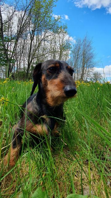 Zwergdackel Eddy auf einer Wiese mit ganz viel gelb blühendem Löwenzahn und Wald im Hintergrund.

Er sitzt und schaut halbwegs nach links in die Kamera.