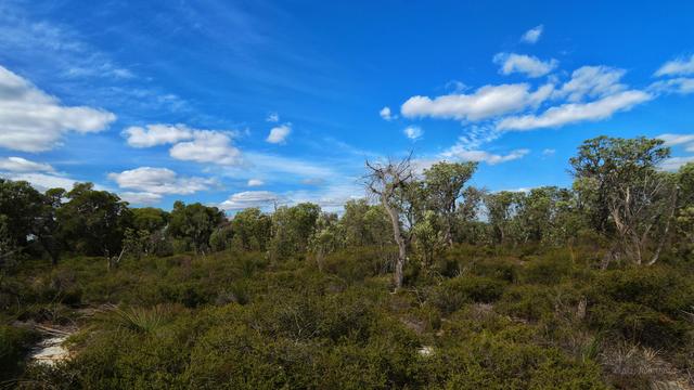 A view across Perth region coastal heath. Low dark green scrub overlays white sandy soil, which shows through in some tracks. A line of trees forms the horizon. In the midground there is a pair of trees, one living, one dead, almost intertwined. Above the blue sky contains scattered cumulus clouds and thin wisps of cirrus above them.
