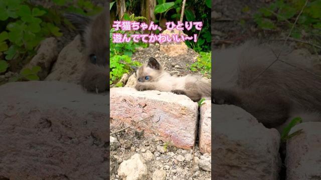 庭でひとり遊ぶ子猫が可愛すぎる…#癒し#面白い動物 ＃面白い動画 #かわいい猫 #かわいい動物たち #かわいい犬 #猫 #犬 #動物 #子猫