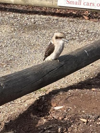 Kookaburra viewed side-in, sitting on a log in dirt carpark