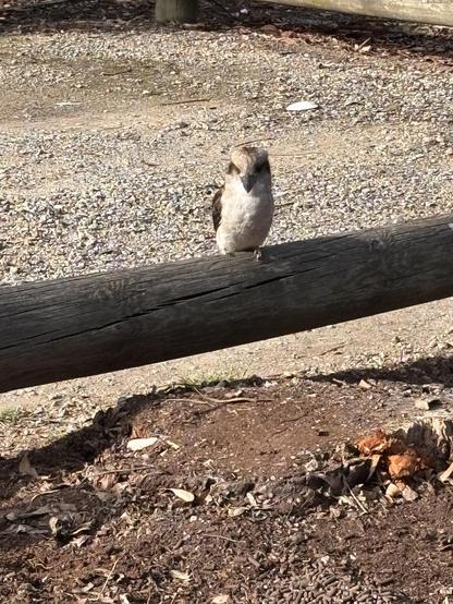 Kookaburra, viewed front on, sitting on a log in a dirt carpark
