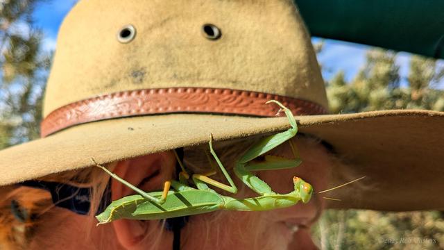 A giant preying mantis clinging to the underside of the brim of an Akubra hat. It is bright green and has yellow eyes and mouth.