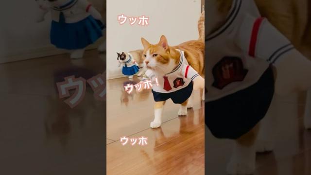【CAT】ウッホウッホ! #shorts #cat #猫のいる暮らし