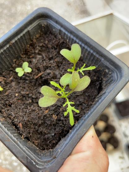 de très jeune pousses de semis dans un godet noir, avec des premières feuilles bi-lobées et de nouvelles plus comme de la roquette (je sais pas comment on dit....)