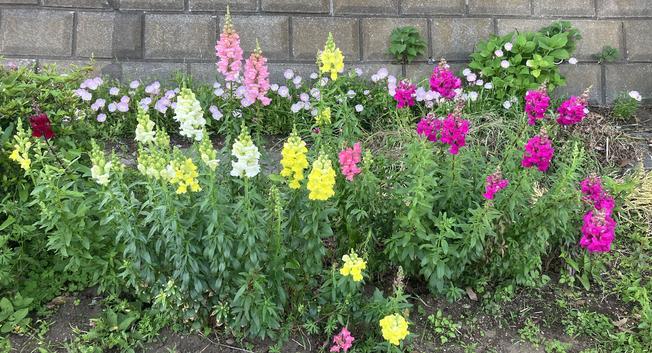 The flowers along the pedestrian walk along the creek. The neighborhood ladies take care of the small flower bed.