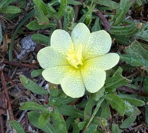 A close up photo of a blossom of Cutleaf evening primrose (Oenothera laciniata). The blossom is heavy with dew. Beautiful, almost heart shaped petals, bright golden yellow.