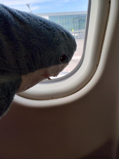 a blåhaj looking out of an airplane window onto the tarmac (and strategically covering up a bitcoin company ad with their head – well done buddy)