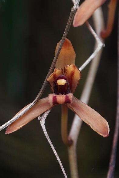 An orchid with three light reddish long petals arranged in a triangle.