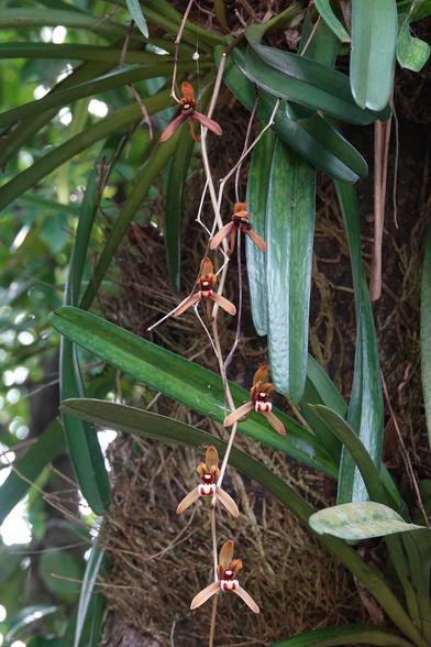 A wide shot of the orchid, showing the long, green leaves. The flowers are growing from a single stalk that zigzags downwards, with the flowers growing from a short stalk at the point where the longer stalk bends.