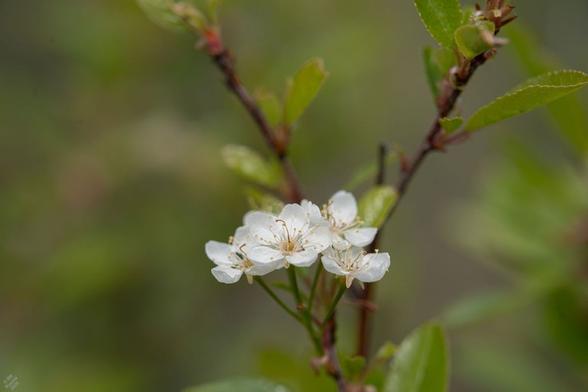 Crataegus douglasii, Douglas Hawthorn. Several simple with flwoers with yellow stamen rising in a cluster from a reddish brown twig. Fresh new green foliage is visible. The background is blurred green.